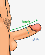 girth-penis-word-anatomy-of-the-penis-rshc-perth